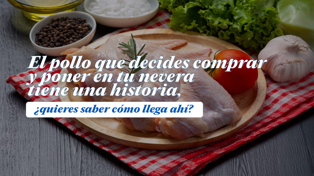 El pollo que decides comprar y poner en tu nevera tiene una historia. Esa presa deliciosa que te comes, tiene un inicio en la granja para terminar en tu mesa. ¿Por qué es importante conocerla?

Pollo Norteño