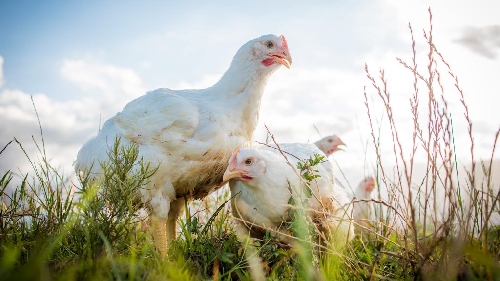 Merienda saludable, meriendas saludables para niños, lo más sano para merendar, merienda sana, merienda escolar saludable.

Pollo Pipasa